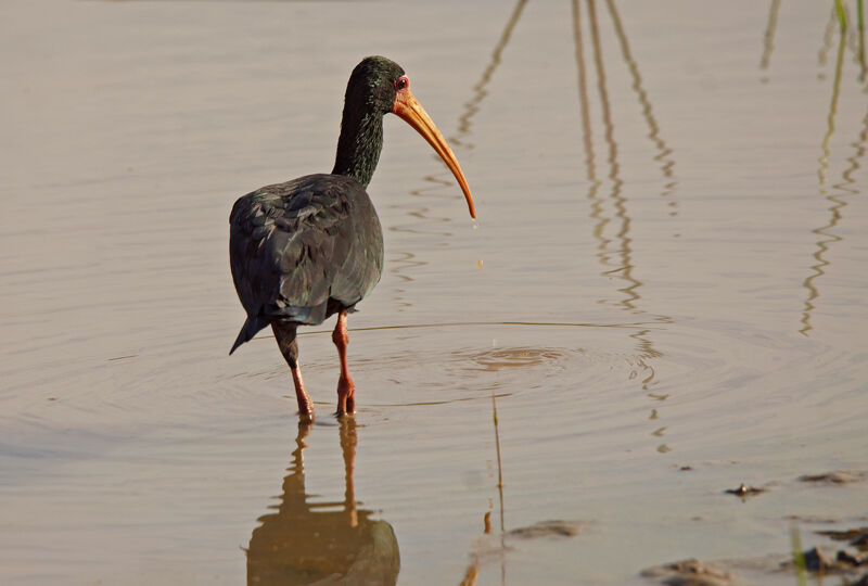 Ibis à face nue