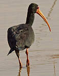 Ibis à face nue