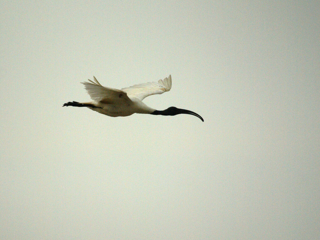 Ibis à tête noire