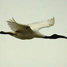 Ibis à tête noire