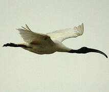 Black-headed Ibis