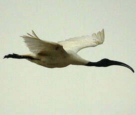 Ibis à tête noire