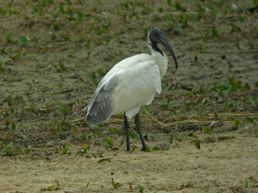 Ibis à tête noire