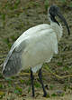 Ibis à tête noire