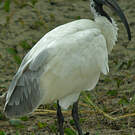 Ibis à tête noire