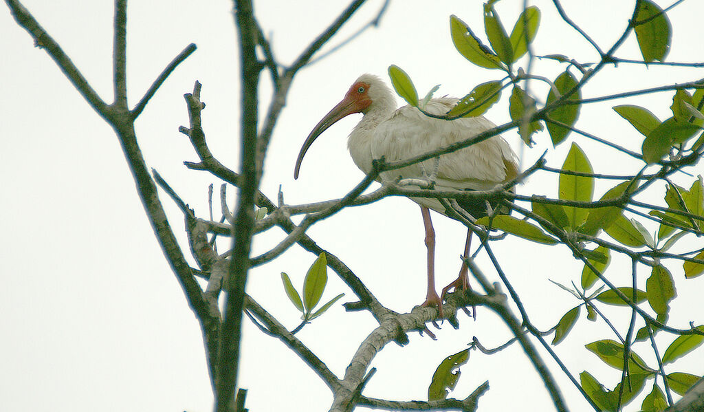 Ibis blanc