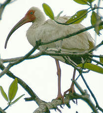 Ibis blanc