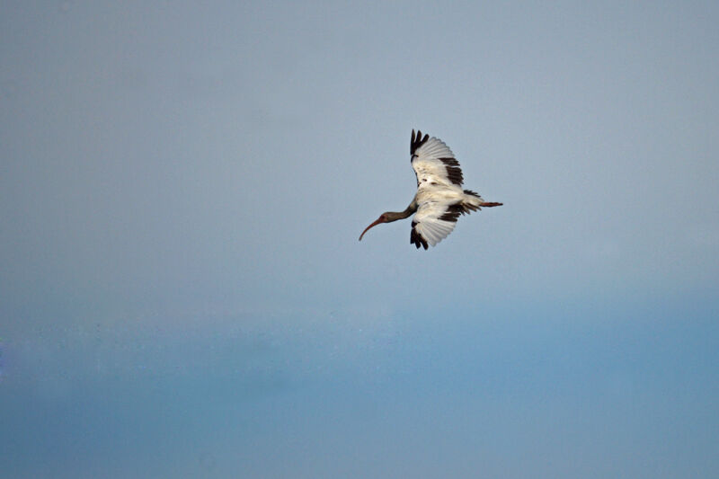 Ibis blanc