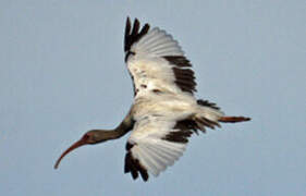 American White Ibis