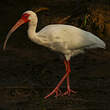 Ibis blanc