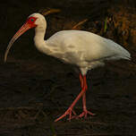 Ibis blanc