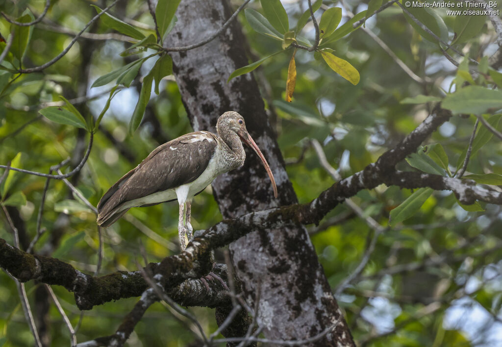 Ibis blancjuvénile