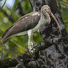 Ibis blanc