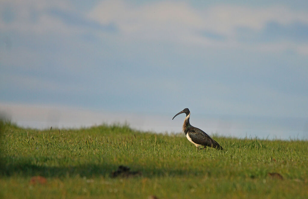 Straw-necked Ibis