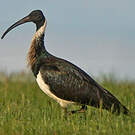 Ibis d'Australie
