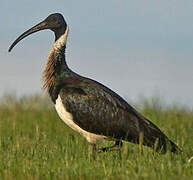 Straw-necked Ibis