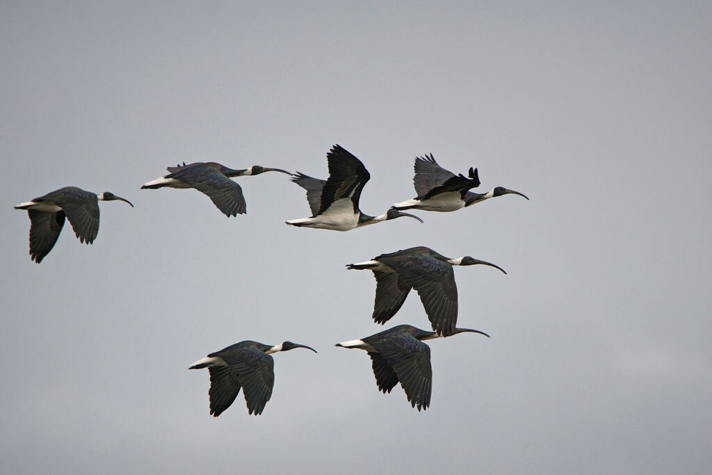 Straw-necked Ibis, Flight