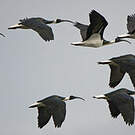 Ibis d'Australie