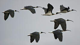 Ibis d'Australie