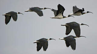 Straw-necked Ibis