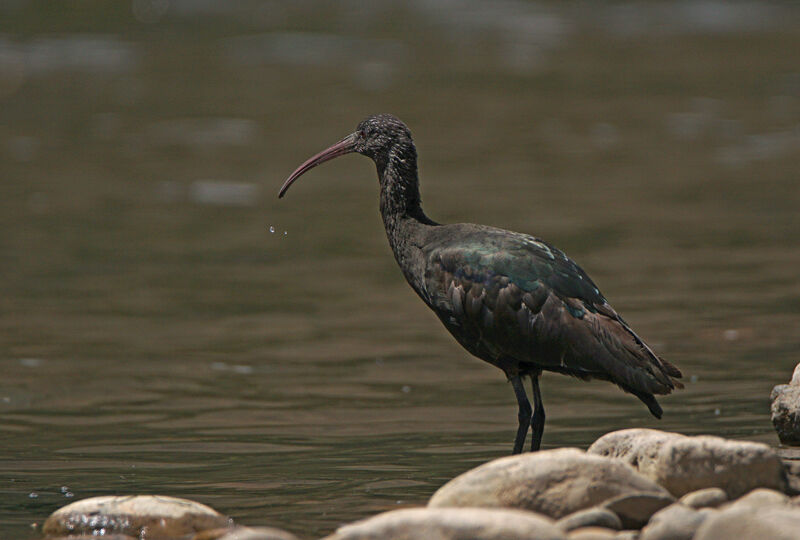 Ibis de Ridgway