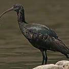 Ibis de Ridgway