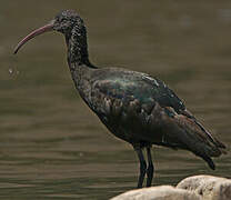 Puna Ibis