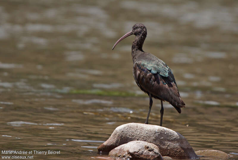 Ibis de Ridgwayadulte, identification