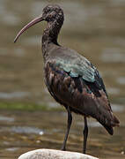 Puna Ibis