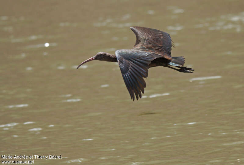 Ibis de Ridgwayadulte, Vol