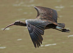 Puna Ibis