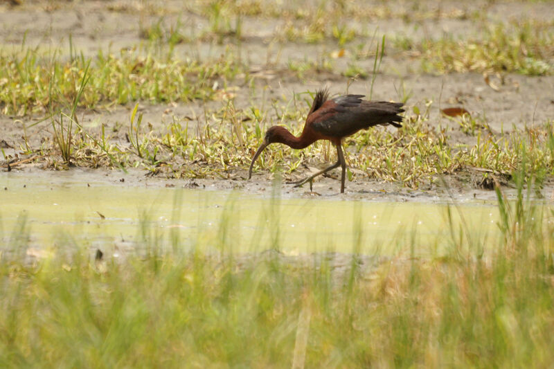 Ibis falcinelle