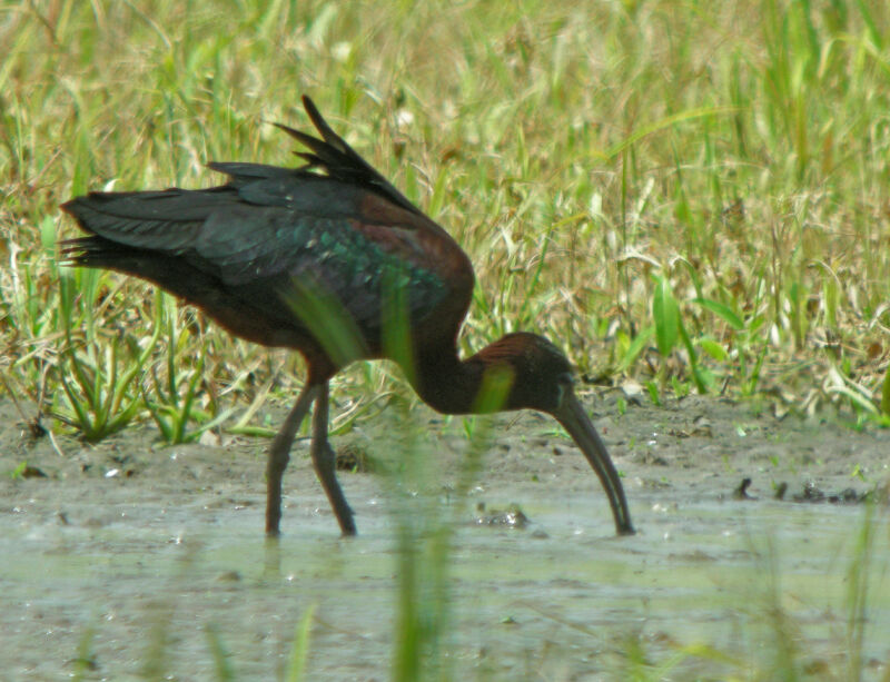 Ibis falcinelle