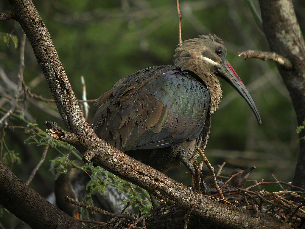 Hadada Ibis