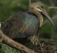 Hadada Ibis