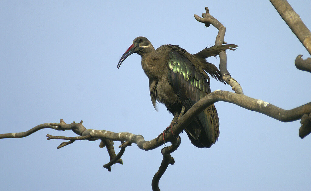 Hadada Ibis