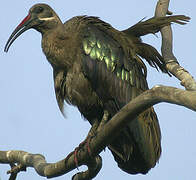 Hadada Ibis