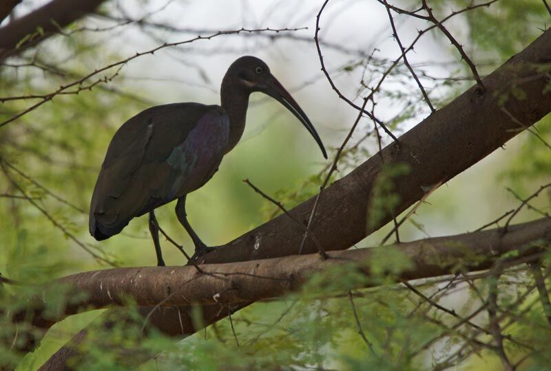 Hadada Ibis