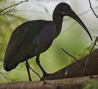 Hadada Ibis