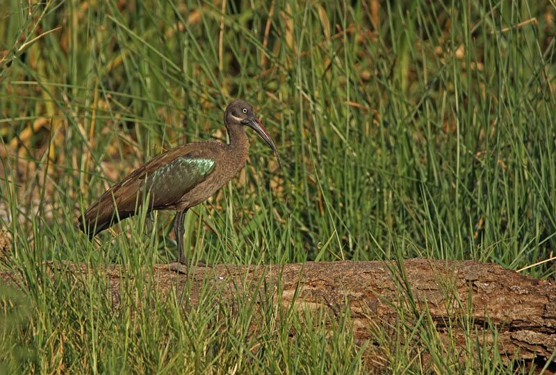 Hadada Ibis