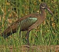 Hadada Ibis