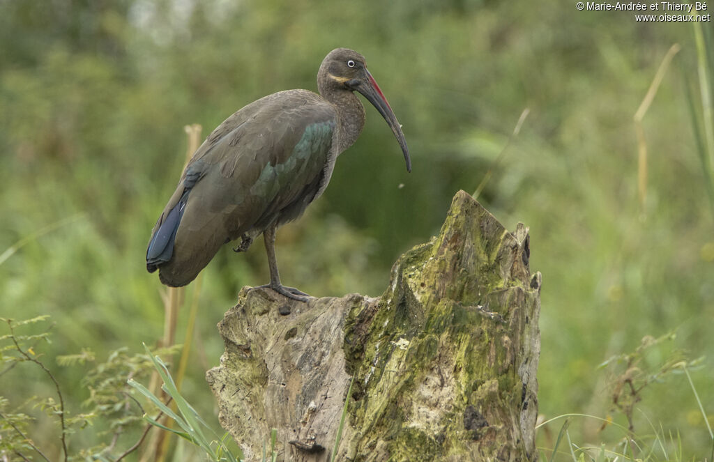 Hadada Ibis