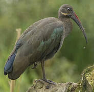 Hadada Ibis