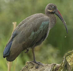 Ibis hagedash