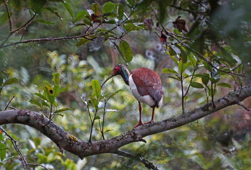 Madagascar Ibis