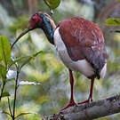 Ibis huppé