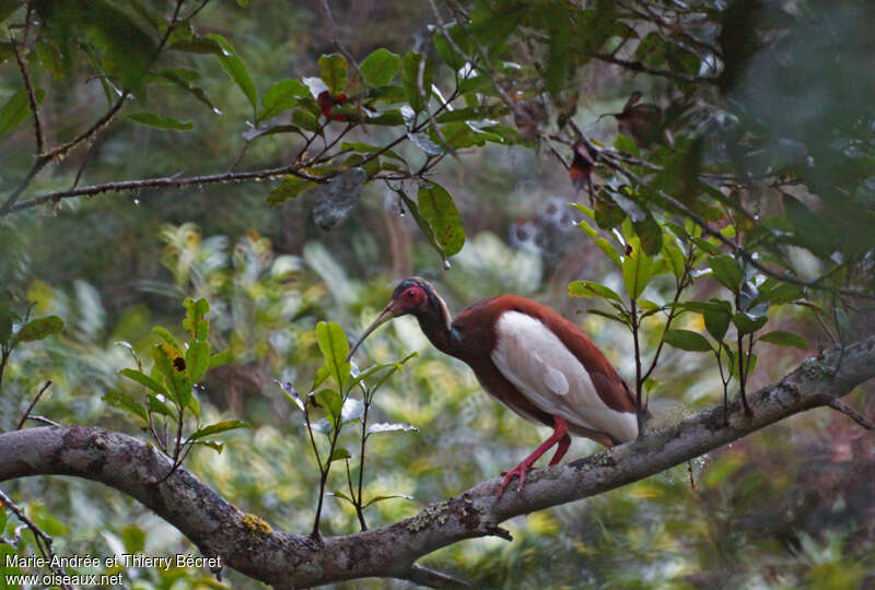 Madagascar Ibisadult