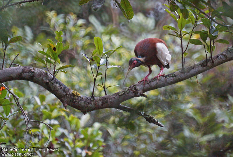 Madagascan Ibisadult