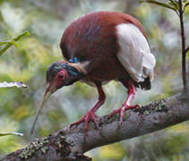 Madagascar Ibis