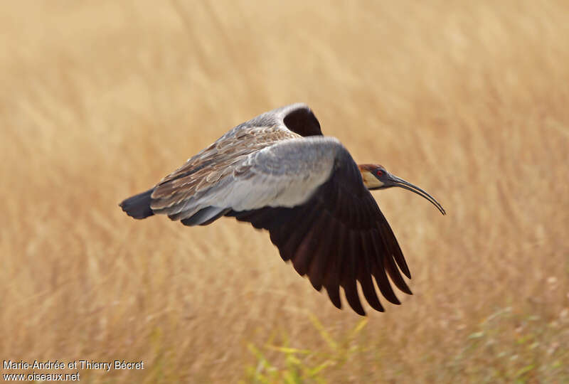 Buff-necked Ibisadult, Flight